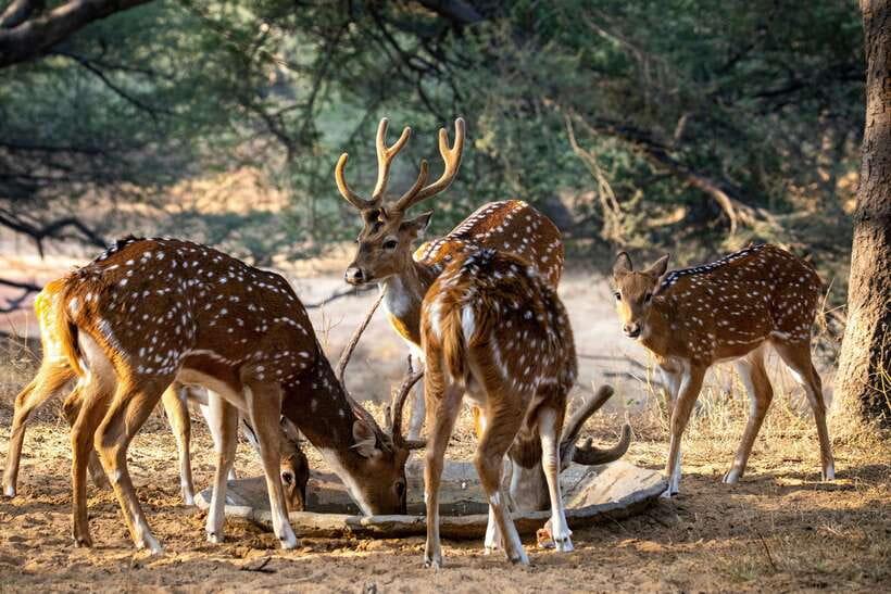 Yala National Park Safari Tours : Half Day & Full Day - Guides who add real value to the drive