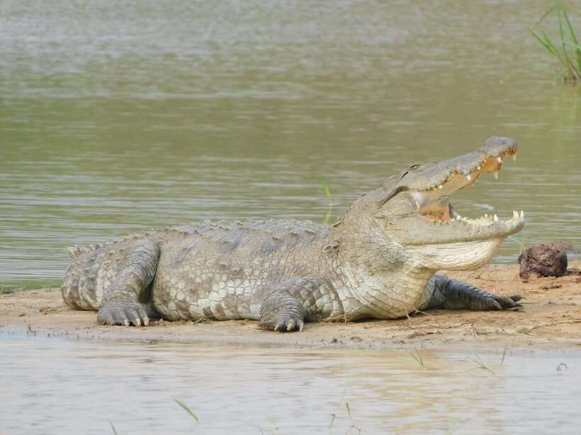 Yala National Park Safari Tours : Half Day & Full Day - Leopard sightings and realistic expectations