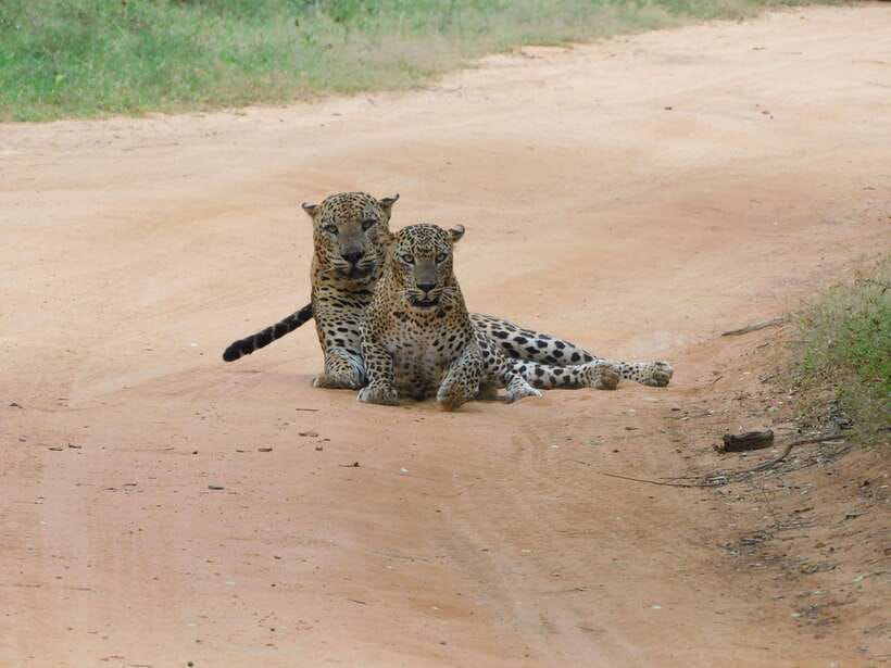 Yala National Park Safari Tours : Half Day & Full Day - Elephants, birds, and the less famous stars