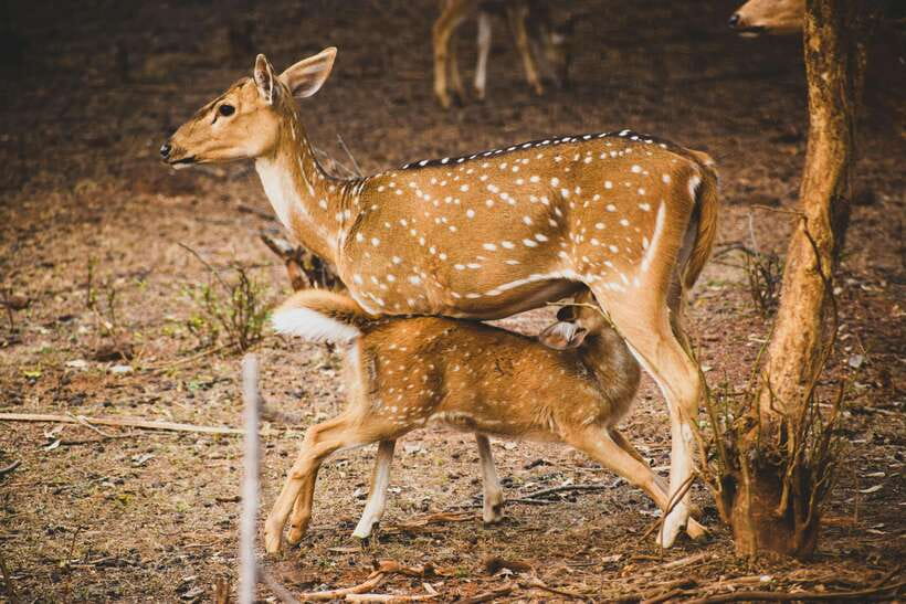 Yala National Park Safari Tours : Half Day & Full Day - The jeep, road conditions, and comfort