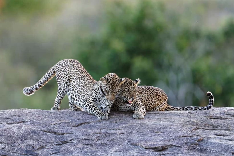 Yala National Park Safari Tours: Morning/Evening/Full Day - Key points at a glance