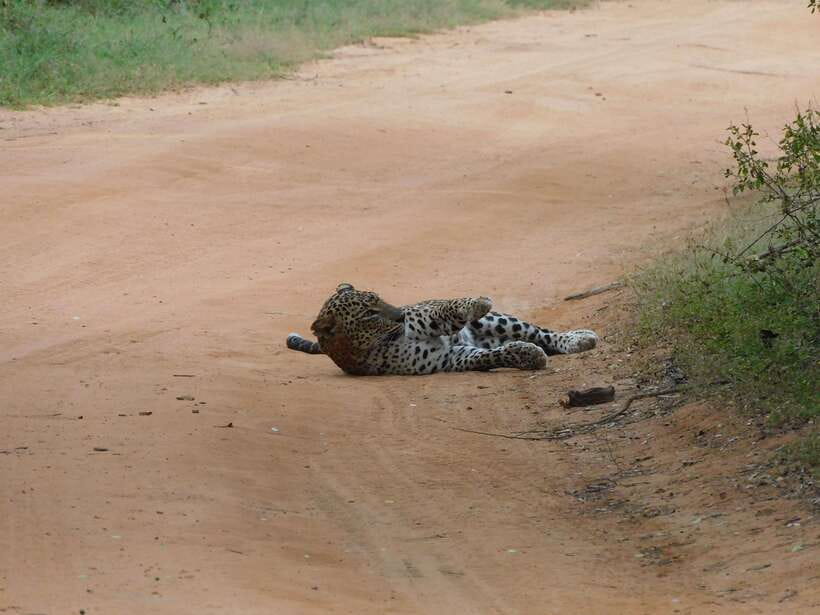 Yala National Park Safari Tours: Morning/Evening/Full Day - Practical booking advice before you pay