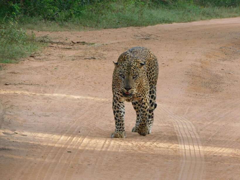 Yala National Park Safari Tours: Morning/Evening/Full Day - Why Yala feels different from a simple game drive