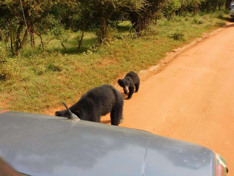 Yala National Park Safari Tours: Morning/Evening/Full Day - What the 12-hour full-day safari adds