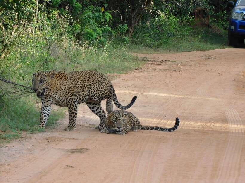 Yala National Park Safari Tours: Morning/Evening/Full Day - The pickup route and arrival at the park