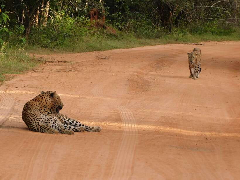 Yala National Park Safari Tours: Morning/Evening/Full Day - Inside the jeep: comfort, driving, and guiding