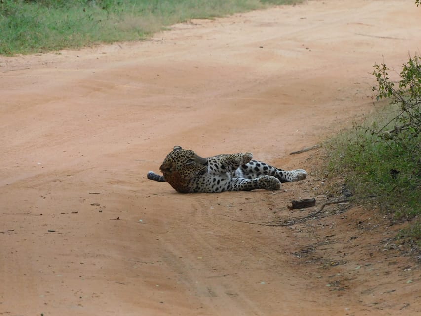 Yala National Park Safari Tours: Morning/Evening/Full Day - The wildlife you may see beyond leopards