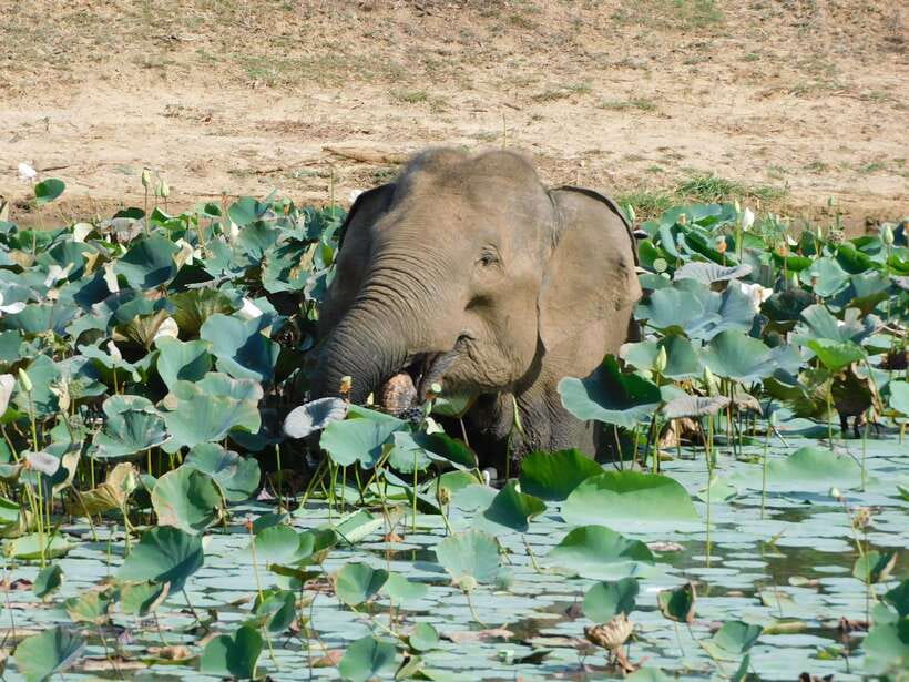 Yala National Park Safari Tours: Morning/Evening/Full Day - Food, drinks, and the real value at $25