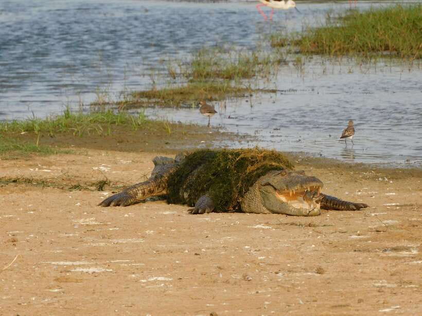 Yala National Park Safari Tours: Morning/Evening/Full Day - Who should book this Yala safari