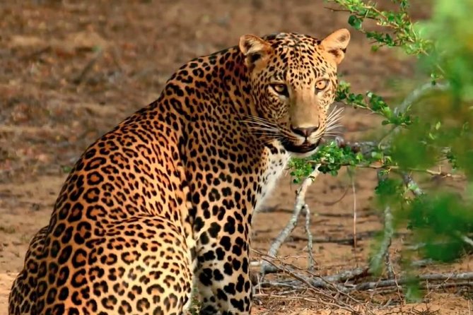 Yala Safari Day Trip from Bentota/ Kalutara/ Ahungalla/ Hikkaduwa - Entering Yala National Park for four hours