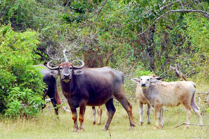 Yala Safari Day Trip from Bentota/ Kalutara/ Ahungalla/ Hikkaduwa - What the safari ride may feel like