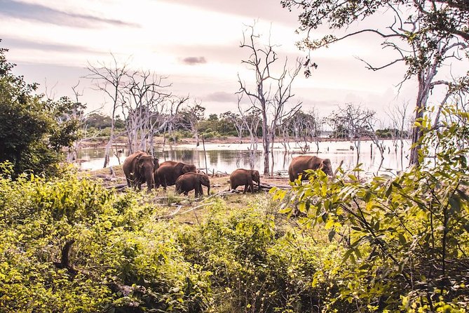 Yala Safari Day Trip from Bentota/ Kalutara/ Ahungalla/ Hikkaduwa - Lunch, water, and what is actually included