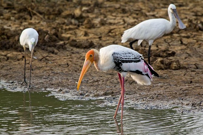 Yala Safari Day Trip from Bentota/ Kalutara/ Ahungalla/ Hikkaduwa - Who should book this Yala safari?