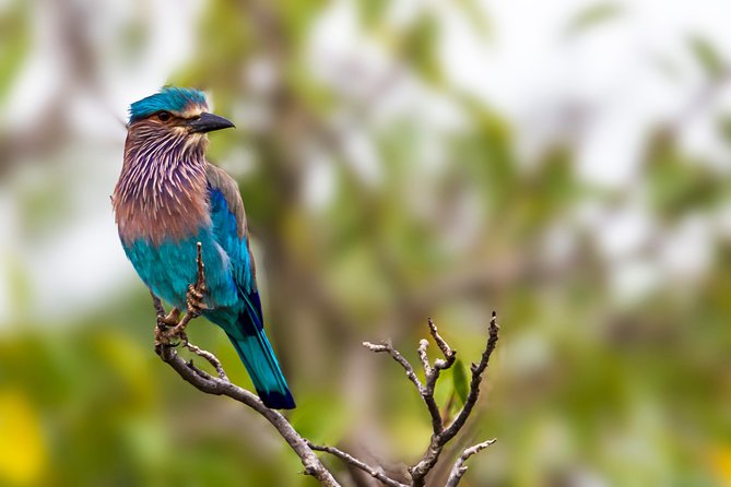 Yala Safari Tour from Hambantota Port by Ajith Safaris - Palatupana gives you a needed pause