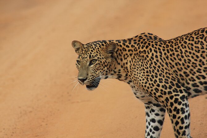Yala Safari Tour from Hambantota Port by Ajith Safaris - Two safari periods inside Yala National Park