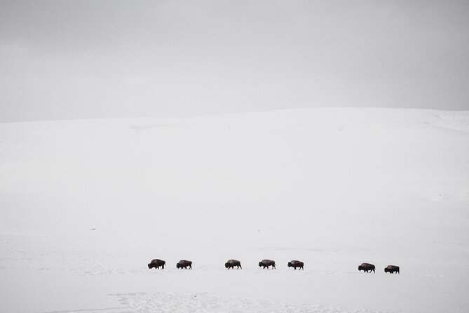 Yellowstone Snowshoe Safari from Bozeman - Private Tour - Why Lamar Valley makes this a serious winter safari