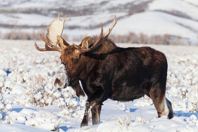 Yellowstone Snowshoe Safari from Bozeman - Private Tour - Snowshoeing and wildlife tracking in Lamar Valley
