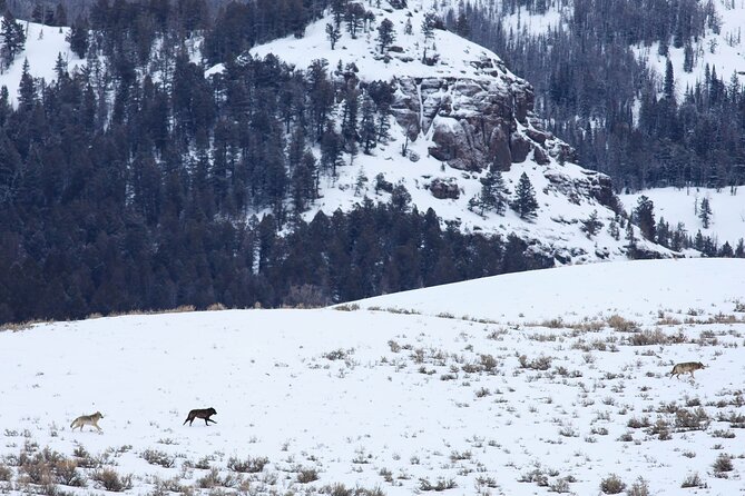 Yellowstone Snowshoe Safari from Bozeman - Private Tour - Mammoth Hot Springs adds Yellowstone’s volcanic side