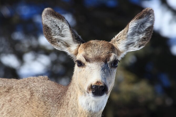 Yellowstone Snowshoe Safari from Bozeman - Private Tour - Lunch, snacks, and practical comfort