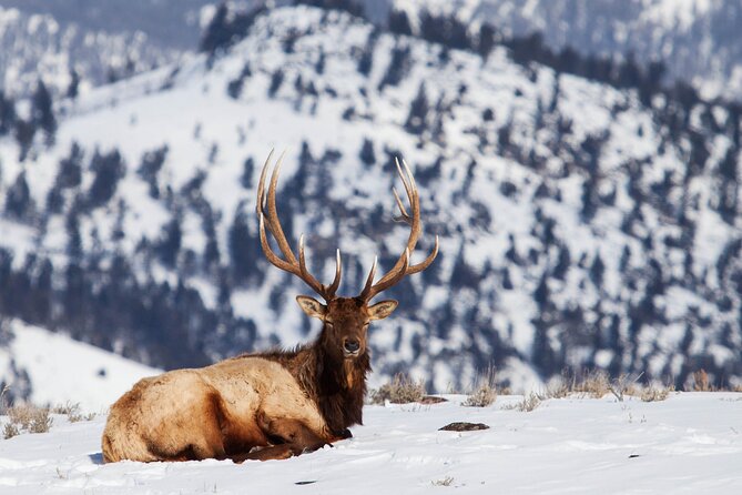 Yellowstone Snowshoe Safari from Bozeman - Private Tour - What the $697.50 price really buys