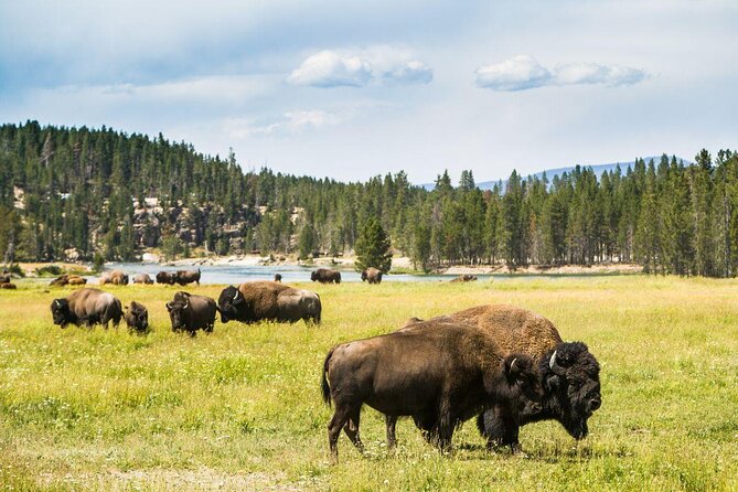 Yellowstone Wildlife Safari from Bozeman - Private Tour - Key points to know before booking