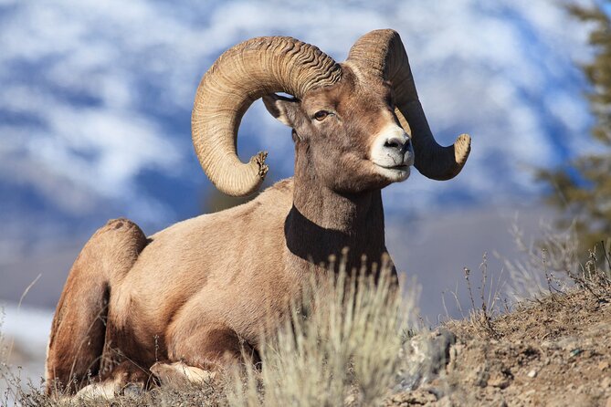 Yellowstone Wildlife Safari from Bozeman - Private Tour - Why the early start from Bozeman matters