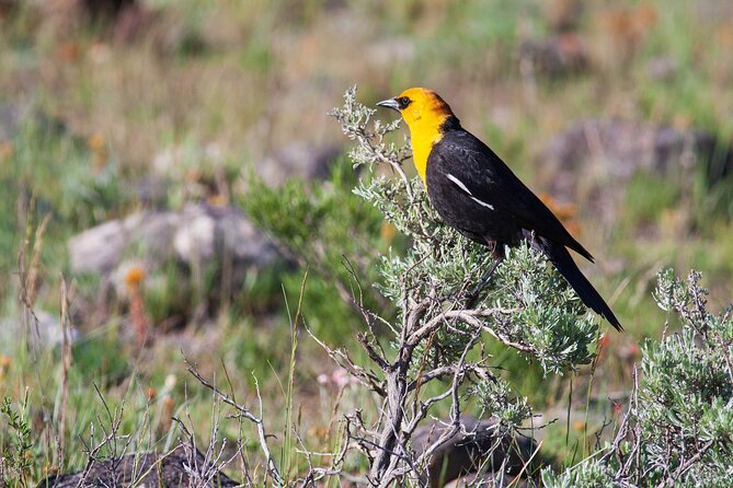 Yellowstone Wildlife Safari from Bozeman - Private Tour - Petrified Tree tells an older Yellowstone story