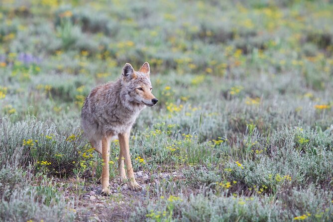 Yellowstone Wildlife Safari from Bozeman - Private Tour - The Yellowstone River is both scenery and habitat