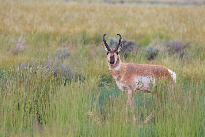 Yellowstone Wildlife Safari from Bozeman - Private Tour - Lamar Valley deserves the longest block of time