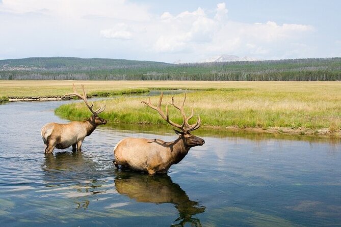 Yellowstone Wildlife Safari in Lamar Valley from Bozeman - Key points to know before you book