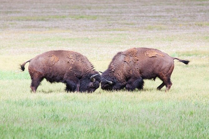 Yellowstone Wildlife Safari in Lamar Valley from Bozeman - Why Lamar Valley is worth the long day