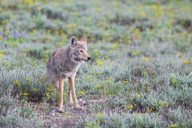 Yellowstone Wildlife Safari in Lamar Valley from Bozeman - Petrified Tree and the volcanic past