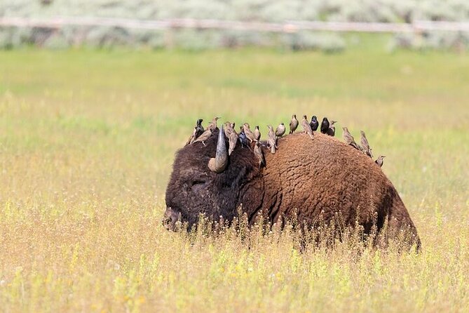 Yellowstone Wildlife Safari in Lamar Valley from Bozeman - Slough Creek, where the search gets serious