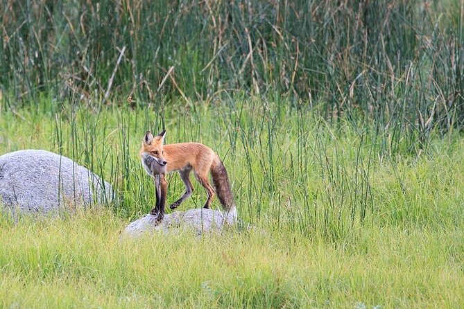 Yellowstone Wildlife Safari in Lamar Valley from Bozeman - Two hours in Lamar Valley