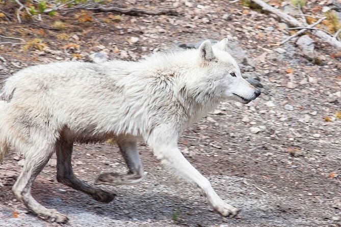 Yellowstone Wildlife Safari in Lamar Valley from Bozeman - The 6 a.m. start from Bozeman