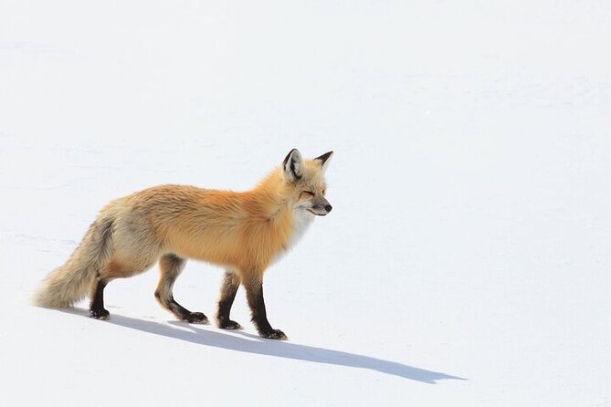 Yellowstone Winter Wildlife Safari from Bozeman - Why Yellowstone’s winter north country is worth the long day