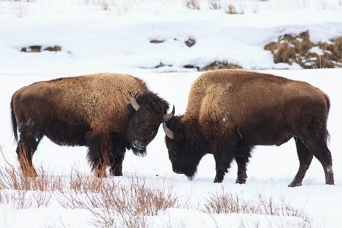 Yellowstone Winter Wildlife Safari from Bozeman - Roosevelt Arch and the north entrance