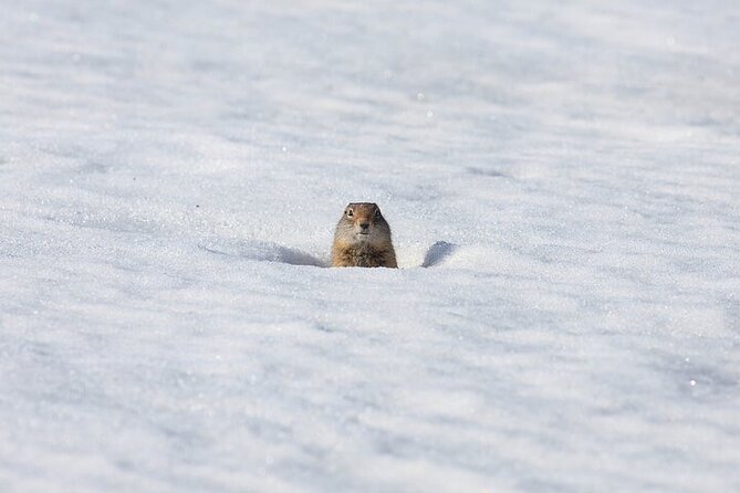 Yellowstone Winter Wildlife Safari from Bozeman - Petrified Tree and Tower Fall