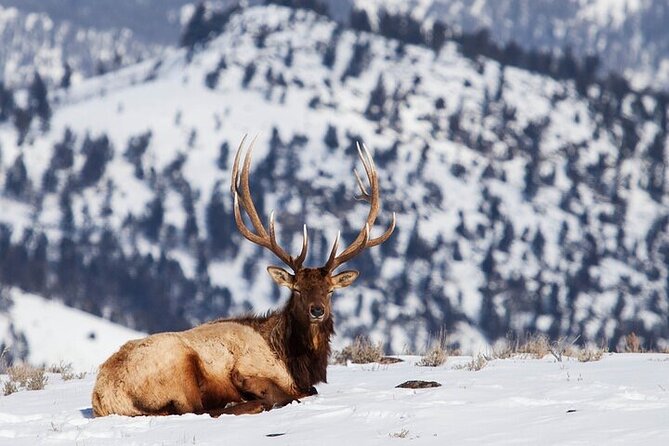 Yellowstone Winter Wildlife Safari from Bozeman - Following the Yellowstone River for wildlife