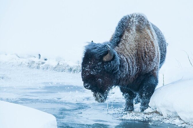 Yellowstone Winter Wildlife Safari from Bozeman - Slough Creek and Lamar Valley, the heart of the safari
