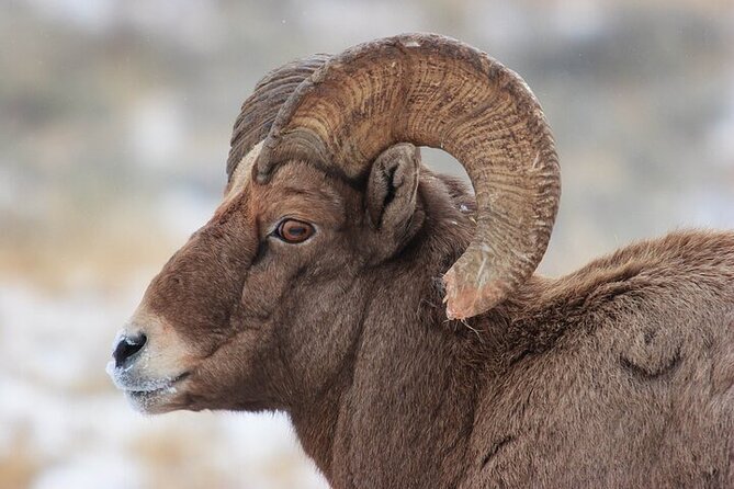 Yellowstone Winter Wildlife Safari from Bozeman - Albright Visitor Center and the park’s human story