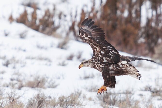 Yellowstone Winter Wildlife Safari from Bozeman - From Bozeman through Paradise Valley at 7:00 a.m.