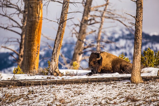 Yellowstone Winter Wildlife & Snowshoe Tour | PRIVATE - Slough Creek adds a quieter wildlife stop