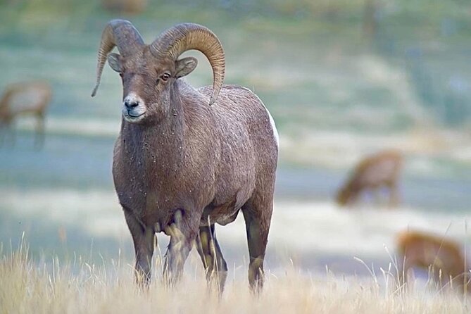 Yellowstone Winter Wildlife & Snowshoe Tour | PRIVATE - Mammoth Hot Springs shows Yellowstone’s living geology