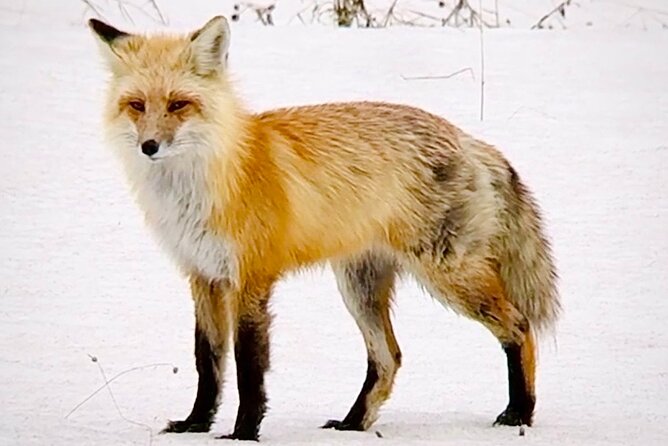 Yellowstone Winter Wildlife & Snowshoe Tour | PRIVATE - Albright Visitor Center brings warmth and context