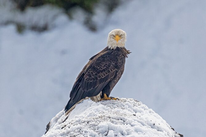 Yellowstone Winter Wildlife & Snowshoe Tour | PRIVATE - Lamar Valley, Yellowstone’s wildlife headquarters